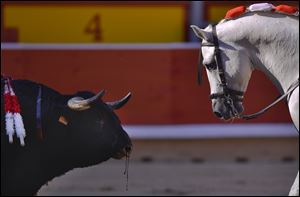 One horse of Spanish mounted bullfighter Pablo Hermoso de Mendoza, looks at the bull during a horseback bullfight at San Fermin Fiestas, in Pamplona, northern Spain on Saturday.