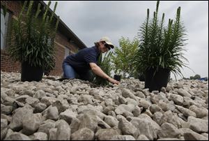 Cheryl Rice, an urban resource conservationist, installs plants for a rain garden at the Robert Fulton Agriculture Center in Wauseon.