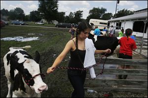 Thalia Salas, 15, of Holland, led her three month-old Holstein calf back into the barn after washing it.