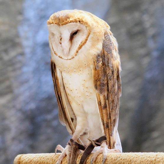 animal-camp-barn-owl