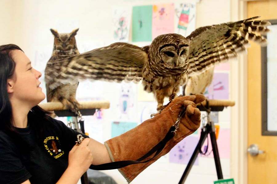 animal-camp-barred-owl-wings