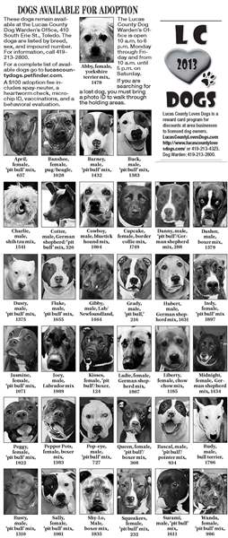 dogs-for-adoptin-7-14-jpg