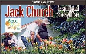 Jack Church is addicted to daylilies