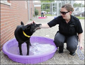 Laura Simmons walks Midnight through a pool at the Lucas County dog pound. Heat advisories for northwest Ohio and an excessive heat warning for southeast Michigan continue into today.