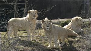 The Toledo Zoo's white lions are on loan from magicians Siegfried & Roy. Wisdom was born at the Cincinnati Zoo in 2001 and brought to the Toledo Zoo in 2003.