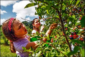 Grace Katherine James, 9, left, and Anna Baldwin, 8, look for ripe blueberries in the pick-your-own field in the Peach State, where blueberry sales have soared.
