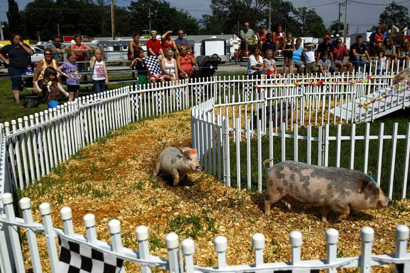 Ottawa-County-Fair-pig-race