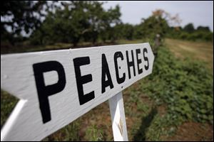 A bright sign points the way to the ripest peaches for people to pick at Erie Orchards on July 22, 2010 in Erie, Michigan.