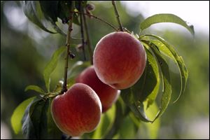 Peaches that are ready to be picked are are on the limbs of the trees at Erie Orchards in Erie, Michigan.