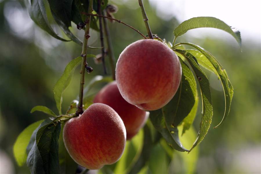 Peaches are worth the extra effort The Blade