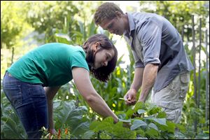 Former WWOOF member Kaitlyn Bailey of Dayton and current WWOOF member Sean Smith pick beans on City Councilman Steven Steel’s cropland, an oasis in the middle of the Old West End.