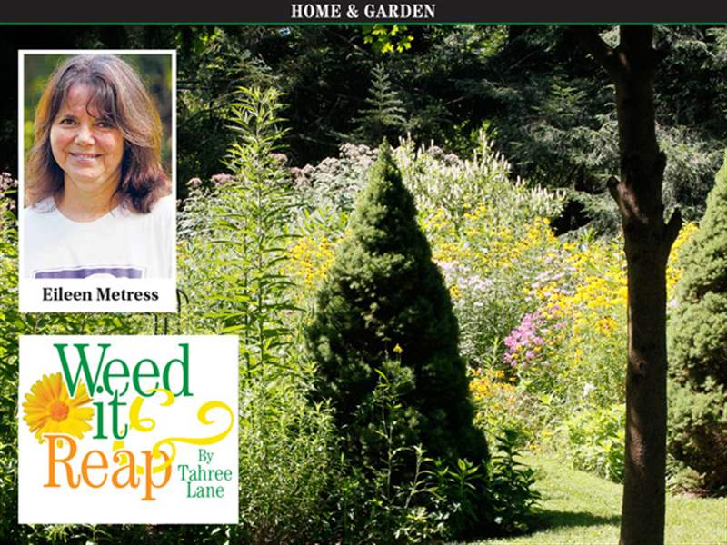 Weed-It-And-Reap-Eileen-Metress