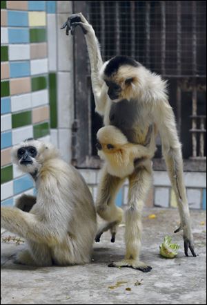Gibbons are one of the monogamous species among the world’s mammals and chimpanzees are at the other end of the spectrum and wildly promiscuous, said anthropology researcher Kit Opie of University College London, an author of one of the studies.