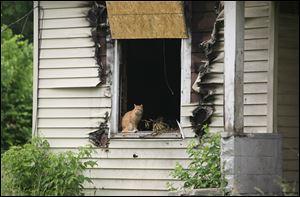 A feral cat lounges in the window of a burned-out home in Toledo. Fe­ral or stray cats should never be in­tro­duced into a new home with­out ap­pro­pri­ate test­ing for con­ta­gious dis­eases and in­tes­ti­nal par­a­sites. 