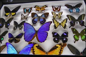 The new Dr. Crawley’s Insectorium at the Creation Museum in Petersburg, Ky., showcases  hundreds of beetles, butterflies, and other bugs. The insect exhibit is one of many new features at the controversial museum.