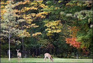 Two deer graze in Swan Creek Preserve Metropark. Wild­life man­age­ment prac­tices al­lowed the white-tail herd to reach an es­ti­mated 750,000 state­wide in re­cent years.