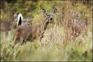 Over-browsing by a growing white-tail deer herd can ad­versely af­fect regional plant pop­u­la­tions.