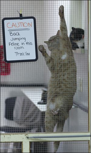 A cat climbs the caged door at the Humane Society.