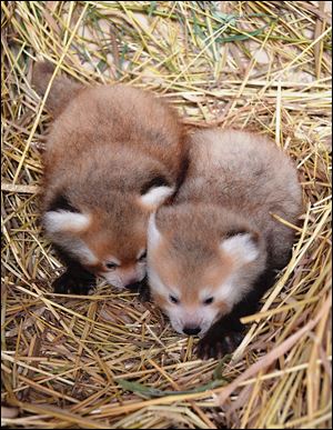 New red panda twins are seen at the Detroit Zoo in Royal Oak, Mich. The zoo said Tuesday the male twins were born June 27 to 8-year-old mother Ta-Shi and 4-year-old Shifu. The unnamed twins are on display in their habitat. 