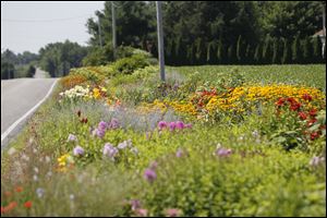 Metro's garden stretches longer than two football fields along County Road 8-1 in Fulton County.