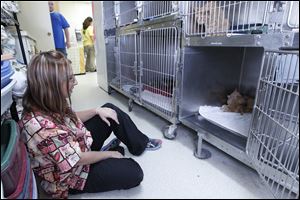 Medical manager Megan Hobbs watches one of the confiscated cats at the Humane Society in Fremont, Ohio. She determined the cat had been pregnant and reunited her with her 3 kittens.