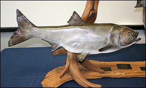 A Silver Asian Carp mount made by Mike Pusateri of Mike's Taxidermy in Port Clinton, Ohio.