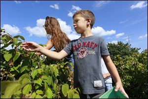 Erica Robinson, left, and Eli Mora, 7, the third and fourth generations in the family that owns Johnston Fruit Farms in Swanton, pick raspberries on their farm. Agricultural experts have noticed the renewed popularity of harvesting one’s own produce. 