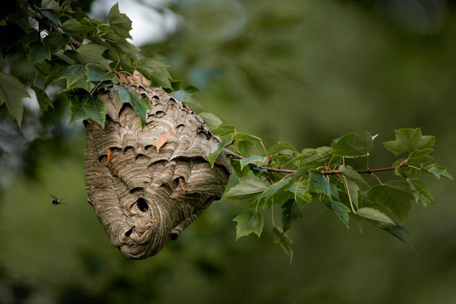 SPT-hornetsnest-nest-in-sylvania