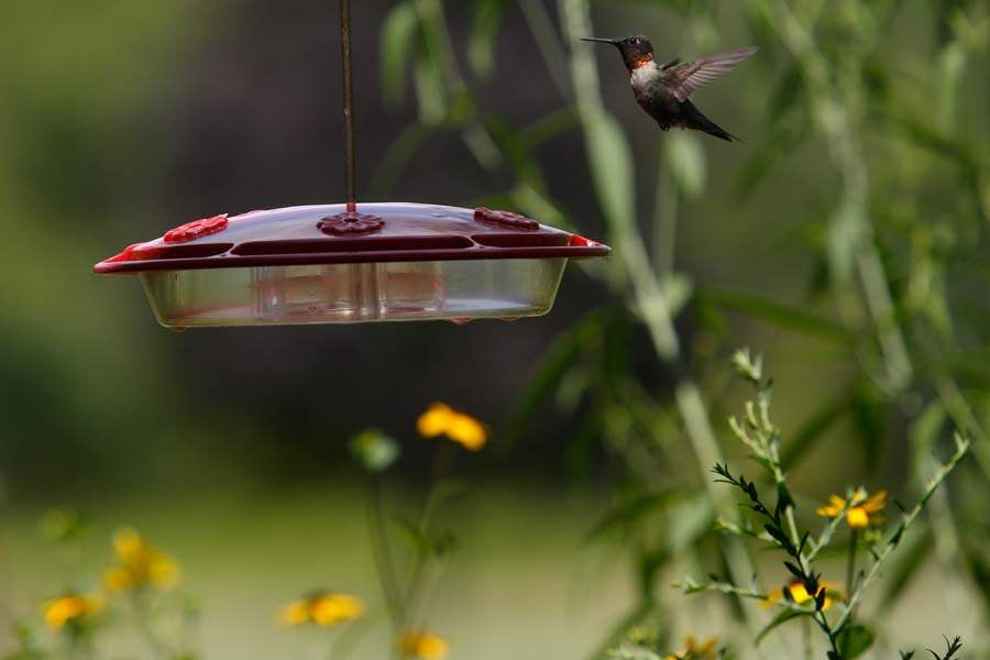WebSylSECOR16p-hummingbird