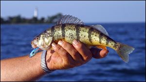 Scott Zody, chief of the Ohio DNR’s Division of Wildlife, expects the reservoir will be stocked by September or October with 3 to 4-inch perch as the agency tries to build 'a high quality fishery.'