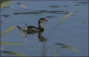 Officials were joined by Ducks Unlimited and other environmental and wildlife groups to mark the completion of a wetland habitat restoration at the 66-acre Dusseau Tract.