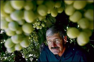 Geneticist David Cain with the Cotton Candy Grape at International Fruit Genetics. Cain spearheads the Delano, Calif., facility, marrying select traits across thousands of nameless trial grapes, seeking varieties that pack enough sugar to capture consumer tastes.