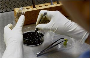 Grape seeds are placed in a petri dish in the lab at International Fruit Genetics.