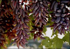 Witch Finger grapes were developed at International Fruit Genetics.