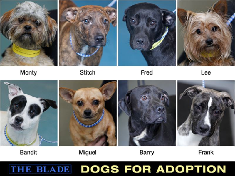 Lucas County dogs for adoption 8/20 Toledo Blade