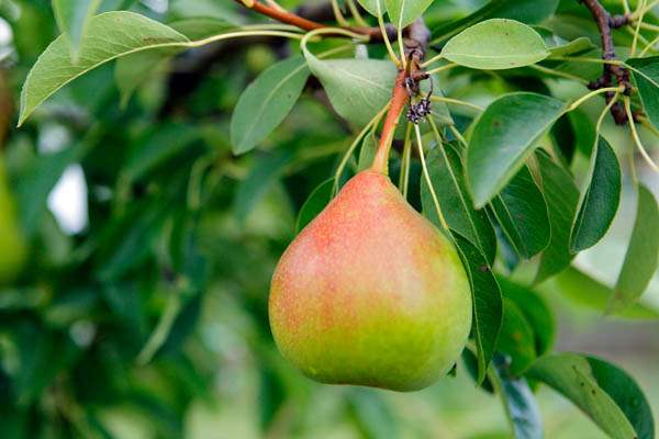 A-pear-in-the-garden-of-Beatrice-Miringu