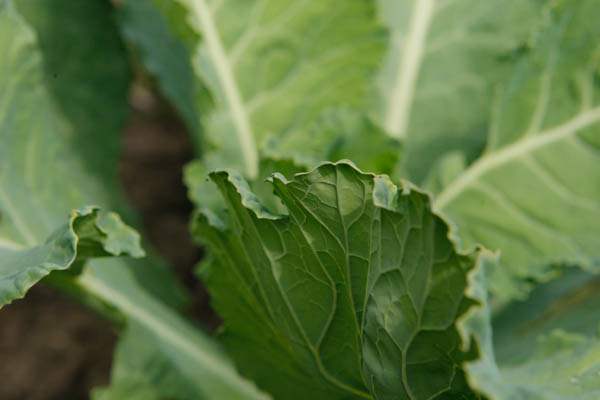 Kale-in-the-garden-of-Beatrice-Miringu
