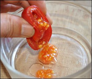 Saving seeds from a Gardener's Delight variety of heirloom tomato.