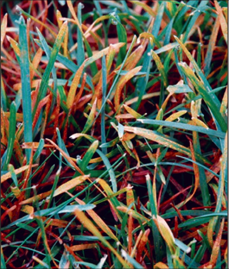 Rust is a lawn pest too Toledo Blade