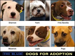 Lucas County Dogs for Adoption: 8/22