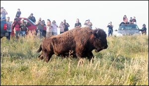 People gather to see bison released from a cattle carrier into a 1,000-acre fenced field on Fort Belknap Reservation in Montana Thursday.