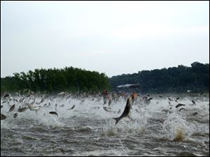 Silver Asian carp are shown jumping out of the water in the Illinois River in 2007. The local positive results don't necessarily mean live carp are present.