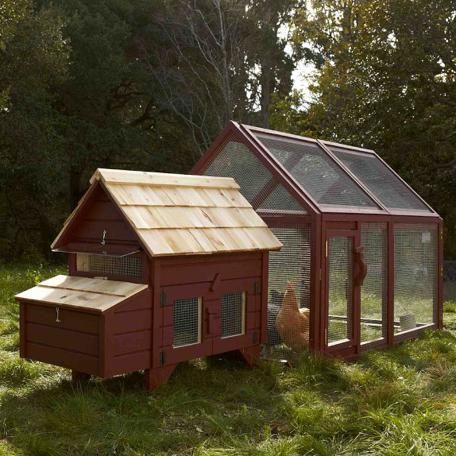 Coops hot sellers as chickens get popular, even highend retailer finds