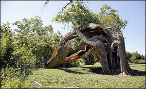 A hackberry tree, believed to be  about 200 years old and used by Native Americans in the 1800s to mark their trail, was blown over by a storm on Friday at Trail Marker Park in Woodville.