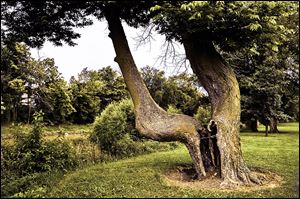 It's believed Native Americans used this hackberry tree, shown before Friday's storm, to note a shallow part of the river along their trail. 