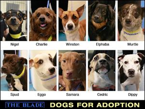 Lucas County Dogs for Adoption: September04, 2013