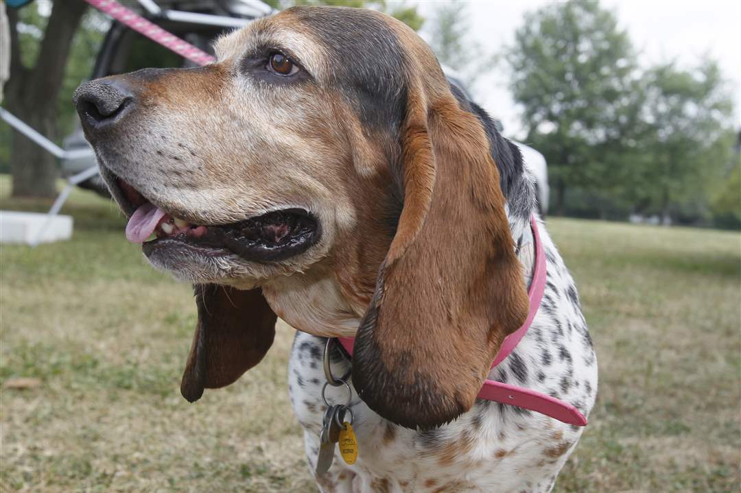 Lulu-Bassett-Hound-9-8