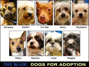 Lucas County Dogs for Adoption: September 10, 2013