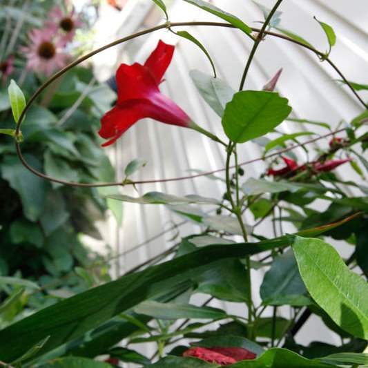A-mandevilla-plant-is-known-to-attract-hummi