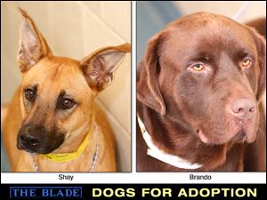 Lucas County Dogs for Adoption: 9/12